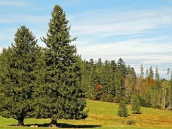 Какие бывают хвойные породы деревьев?
