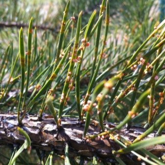 Сосна Крымская (Палласа) — как вырастить у себя на участке. Уход и посадка Крымской сосны, фото растения