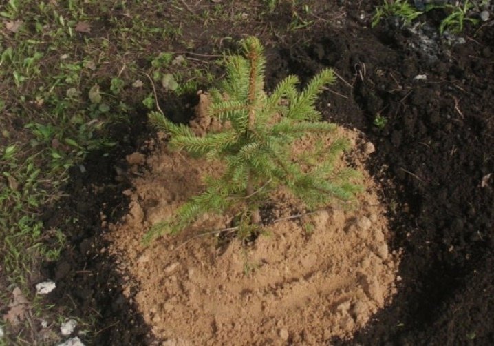 Сосна Крымская (Палласа) — как вырастить у себя на участке. Уход и посадка Крымской сосны, фото растения