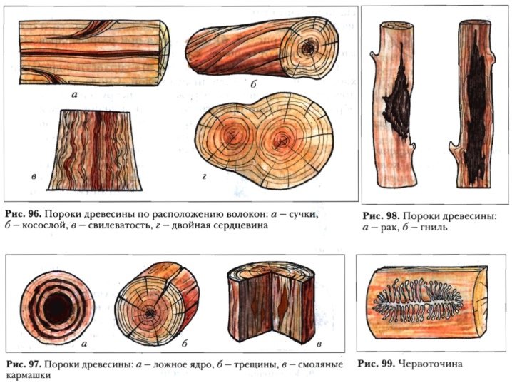 Структура древесины - строение: микроструктура и макроструктура