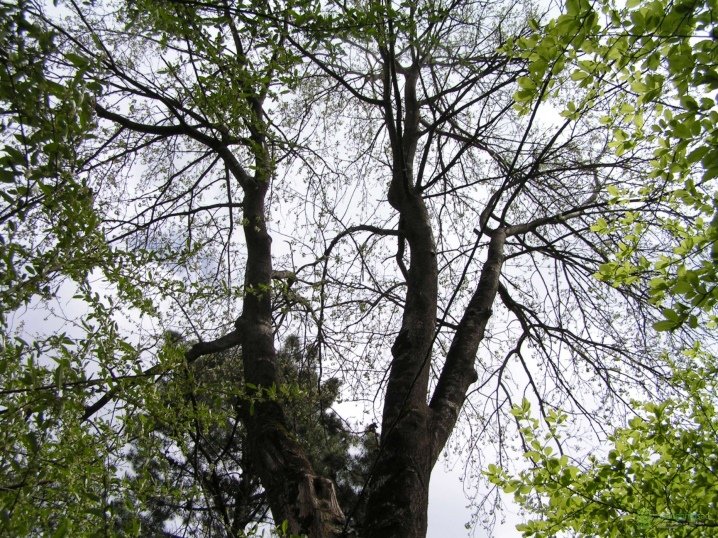 Удивительное дерево тополь