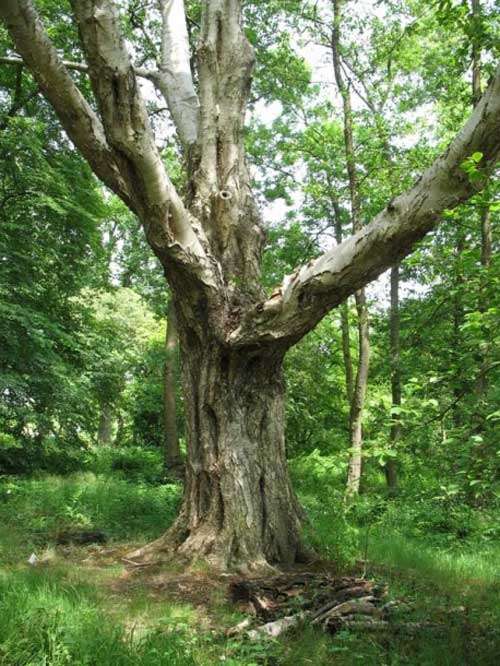 Правда ли железное дерево железное?