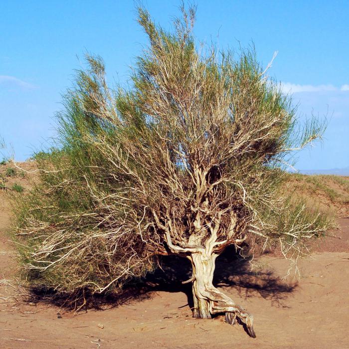 черный саксаул растение пустыни