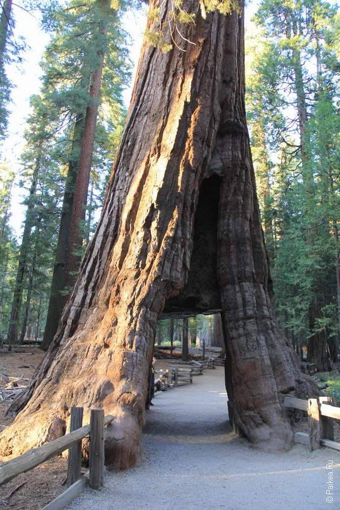 Дерево-туннель California Tunnel Tree