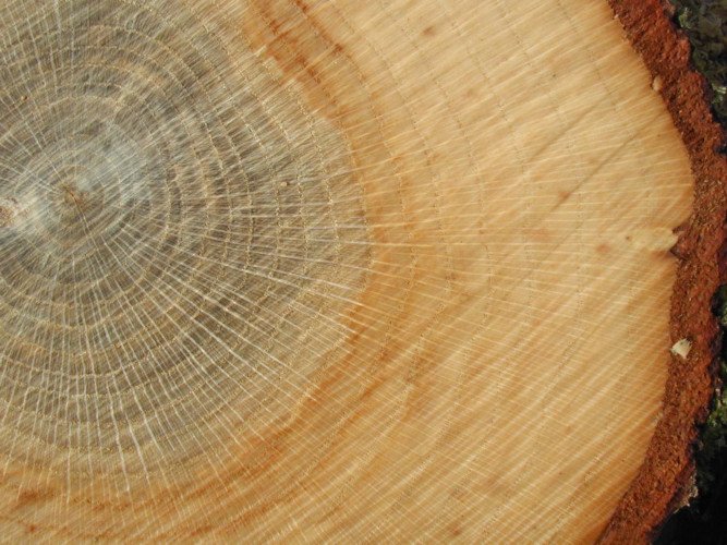 Какие бывают породы древесины?