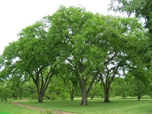 Особенности дерева вяз