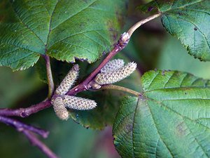 Лещина маньчжурская - фото растения