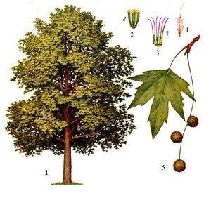 Долговечное дерево восточный платан