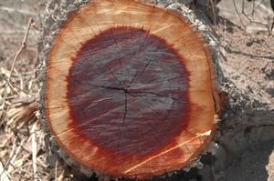 Береза шмидта особенность древесины