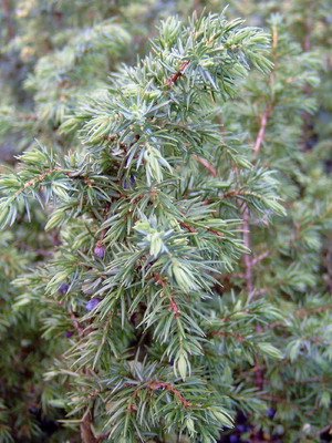 Можжевельник обыкновенный (Juniperus communis)