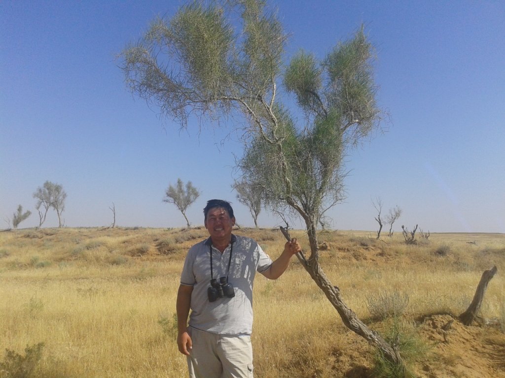 Самое великое растение пустыни саксаул