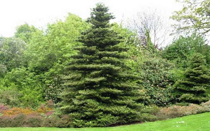 Вечнозеленое хвойное дерево пихта и его фото