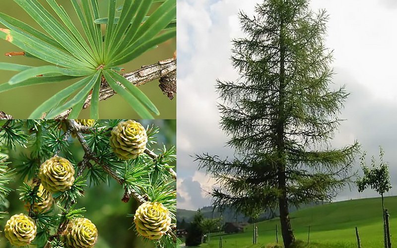 Декоративные качества дерева лиственница (с фото)