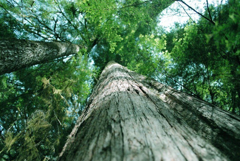 Дерево кедр: описание видов и их выращивание