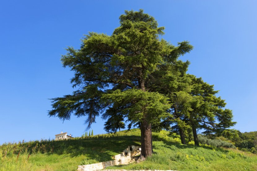 Дерево кедр: описание видов и их выращивание