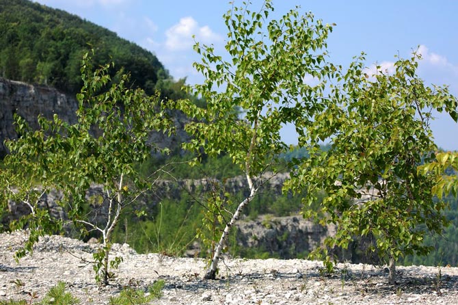 Береза карликовая (Betula nana)