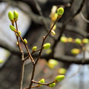 Дерево Липа: описание ствола, кроны, плодов, цветков