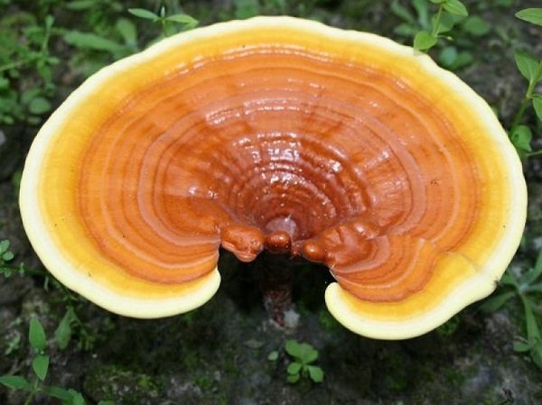 Какие грибы растут на деревьях?