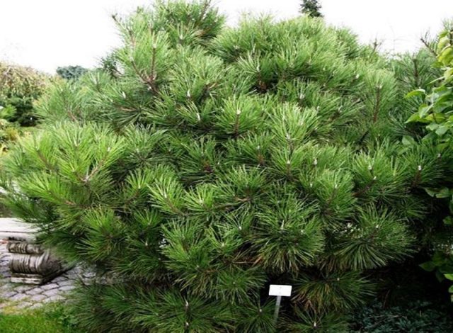 =Сосна черная Пирамидалис (Pinus nigra Pyramidalis)