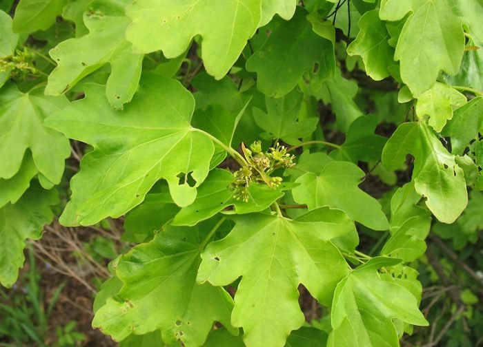 У полевого клена листья крупные, закругленные, чаще всего с пятью лопастями. Держатся на ножке длиной от 5 до 13 см