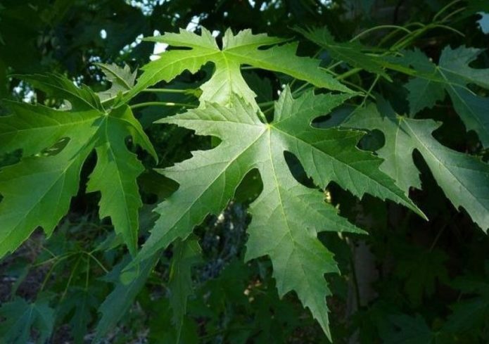 Серебристый клен легко узнаваем по четко очерченному силуэту листьев, это остролистный сорт