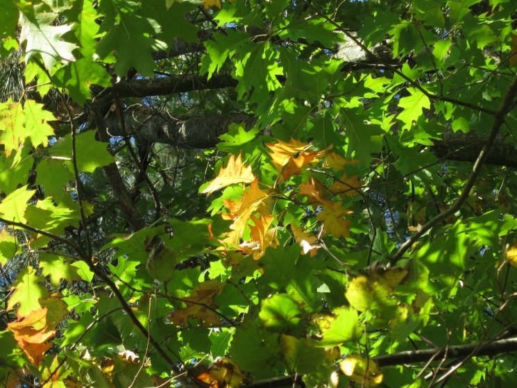 Quercus rubra (дуб красный) 'Aurea'. Дуб красный. Дуб красный Крым. Дуб красный (50-60 см). Ядовитый дуб