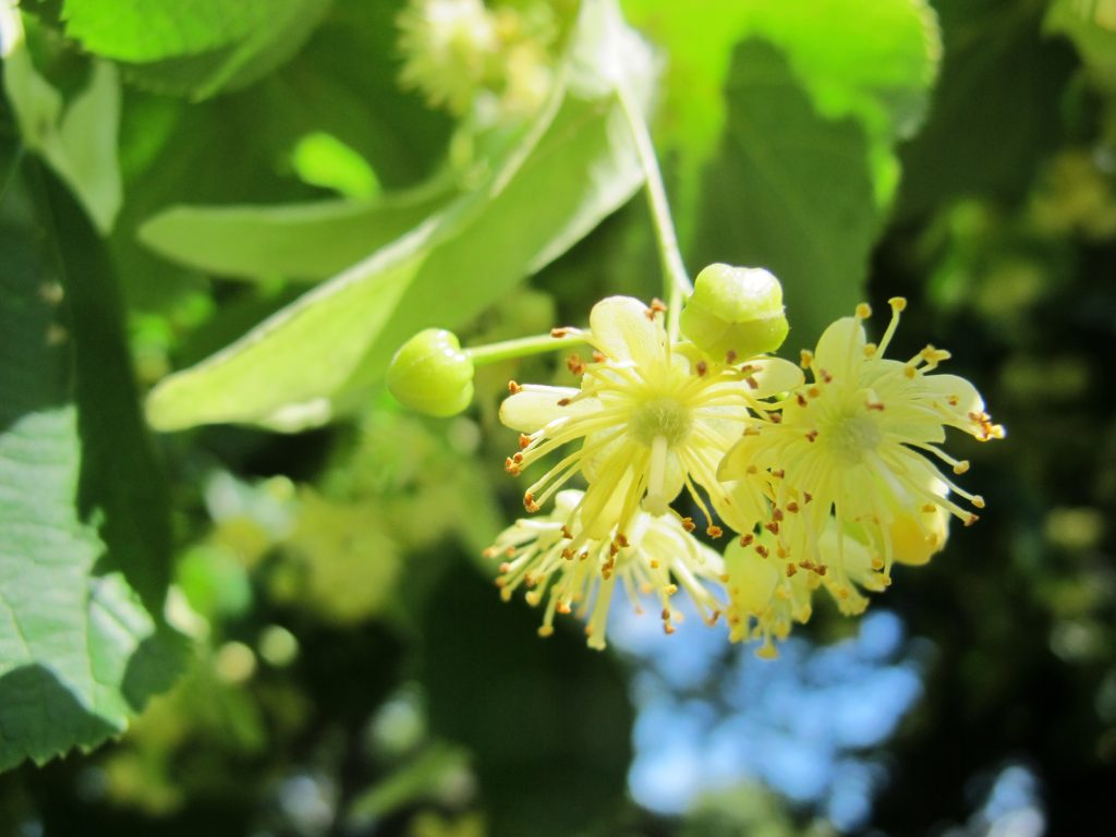 Дерево Липа: описание ствола, кроны, плодов, цветков