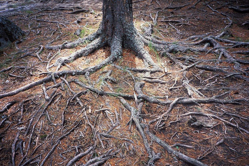 корни лиственницы