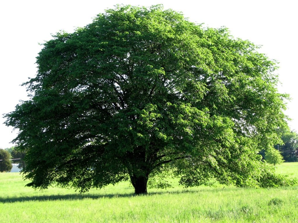 Карагач фото дерева и листьев