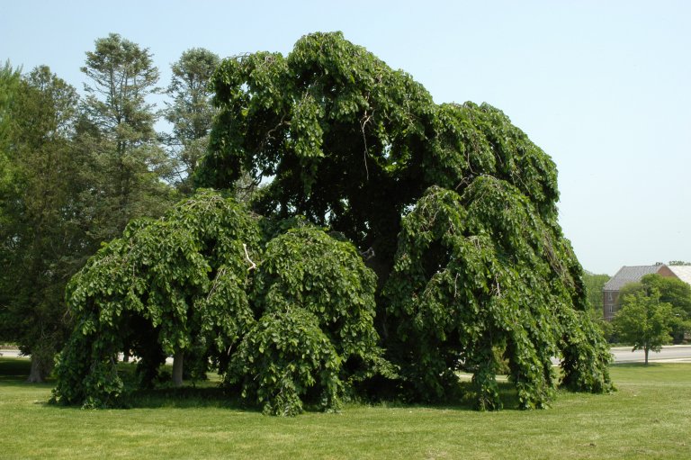 Особенности дерева вяз