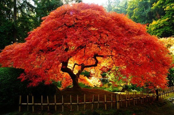 Клен японский красный: описание и выращивание