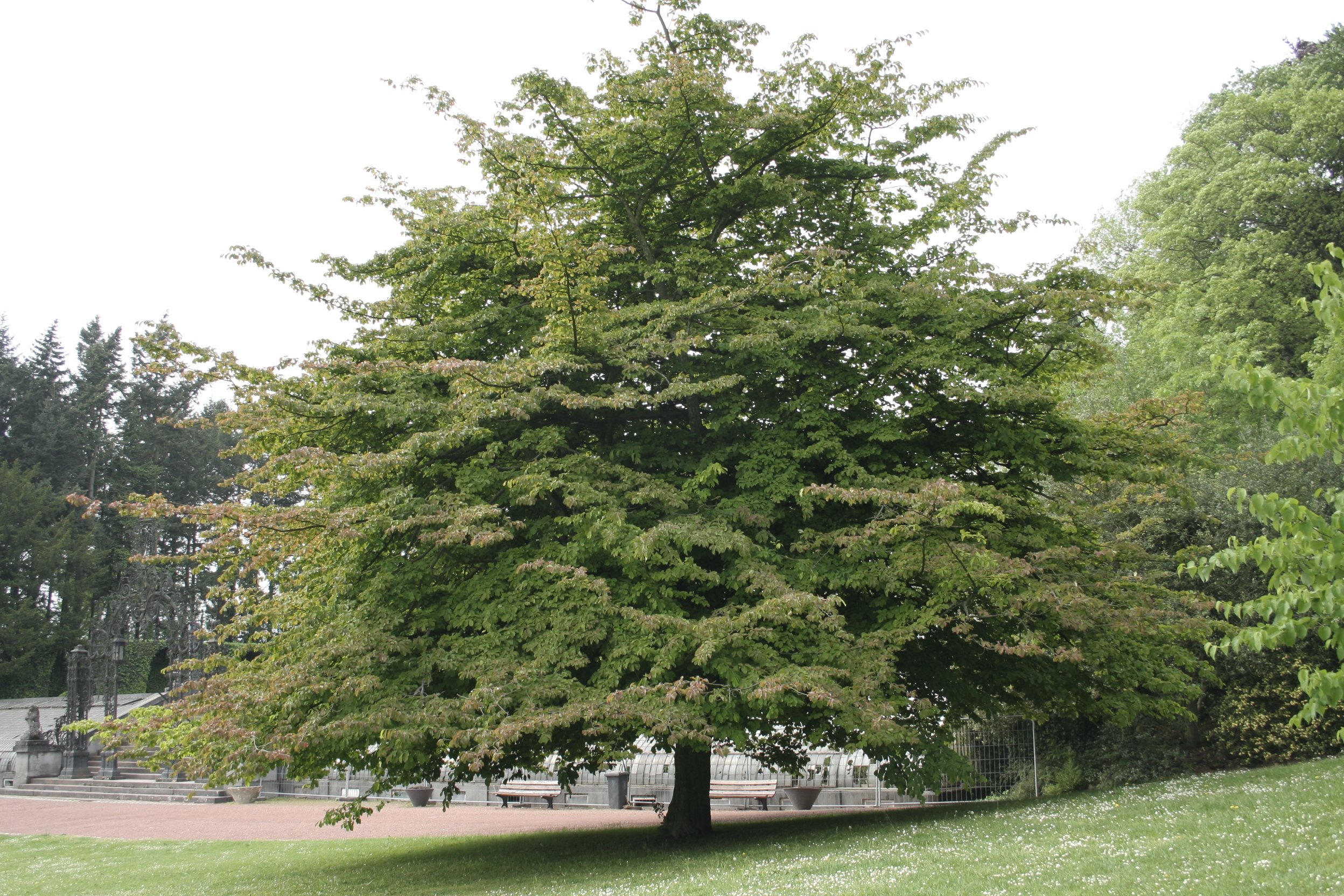 железное дерево парротия