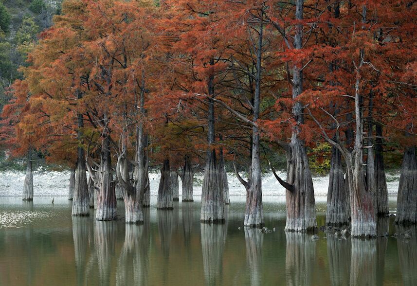 озеро с болотными кипарисами
