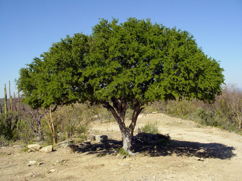 Правда ли железное дерево железное?