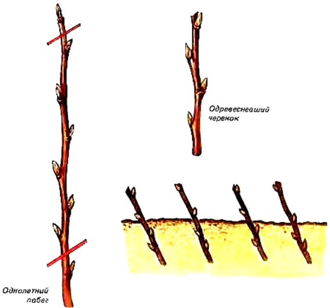 Лавровишня — декоративное и лекарственное дерево
