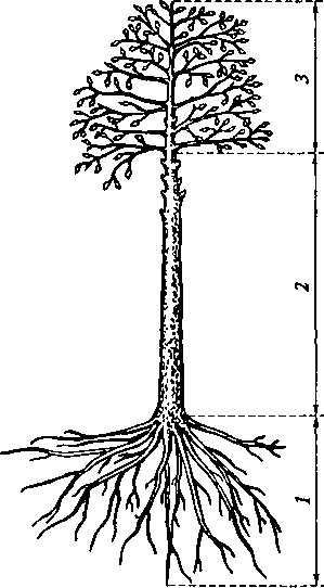 Части растущего дерева