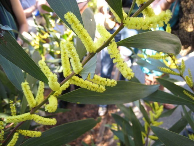 Акация длиннолистная (Acacia longifolia)