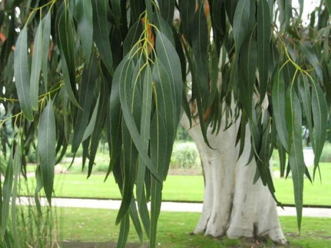 Амбхалабхара дерево фото