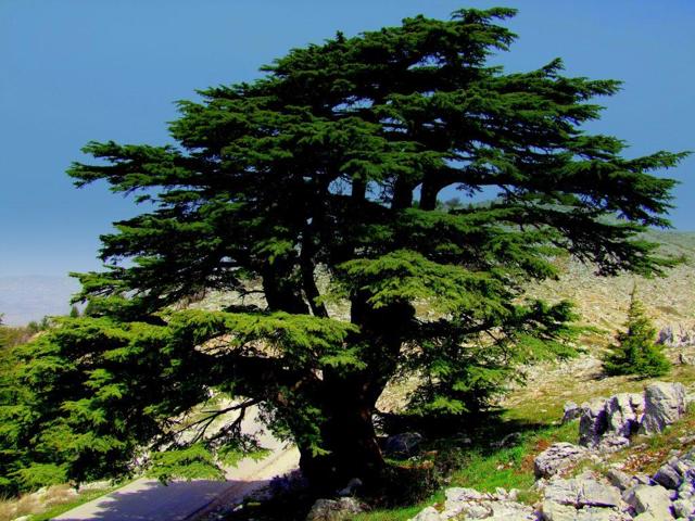 Ливанский кедр (турецкий или иранский): фото и описание, как выглядит и где растёт в Крыму, его свойства и как размножается