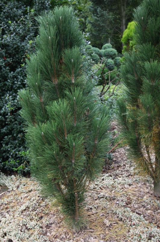 Pinus nigra Scholz