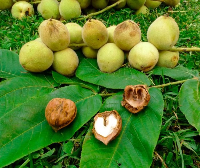 Полезные свойства маньчжурского ореха