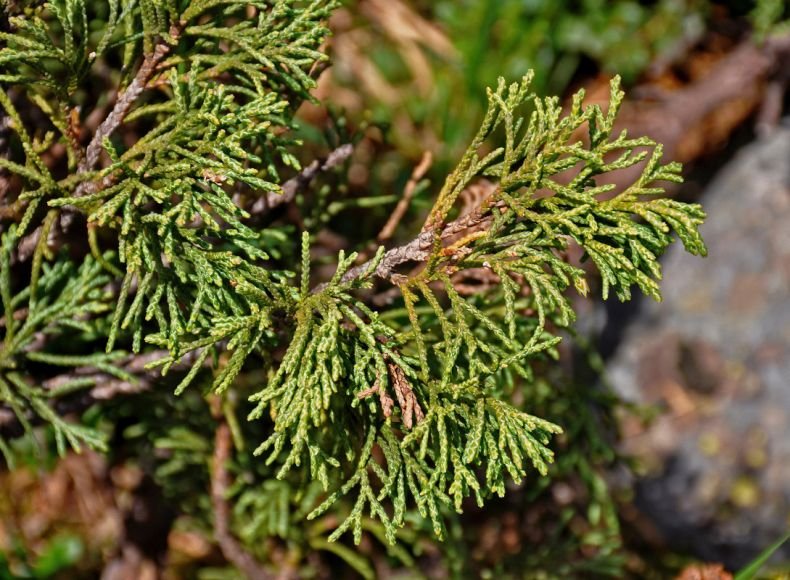 Можжевельник обыкновенный (Juniperus communis)