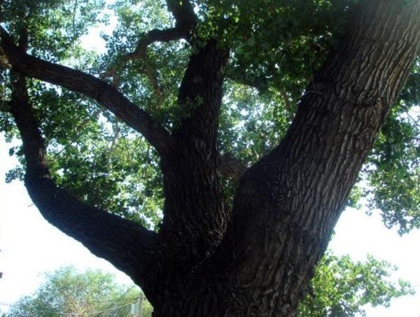 Удивительное дерево тополь