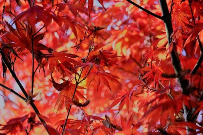 Клен японский красный: описание и выращивание
