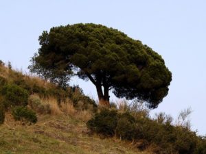 Пиния итальянская сосна: выращивание и уход за сосной