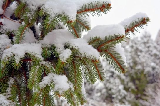 Почему хвойные деревья не замерзают зимой