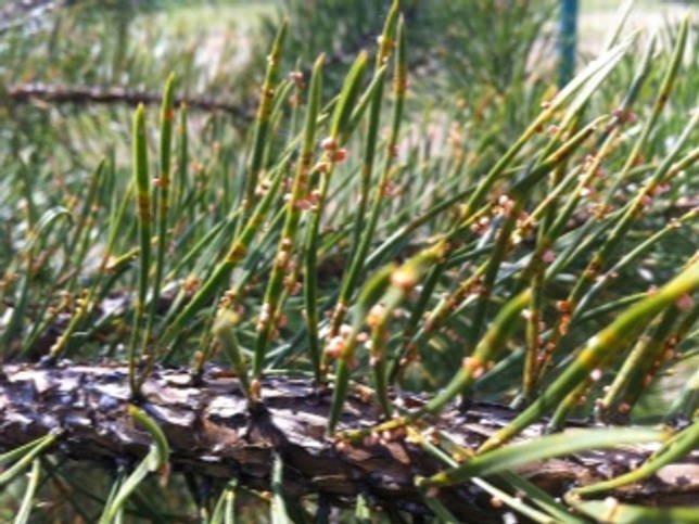 Горная сосна «Мугус»: описание, советы по выращиванию и размножению