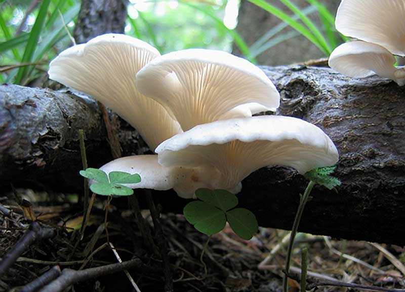 В большинстве своём древесный гриб съедобен и не имеет в химическом составе токсичных веществ, способных вызвать отравление