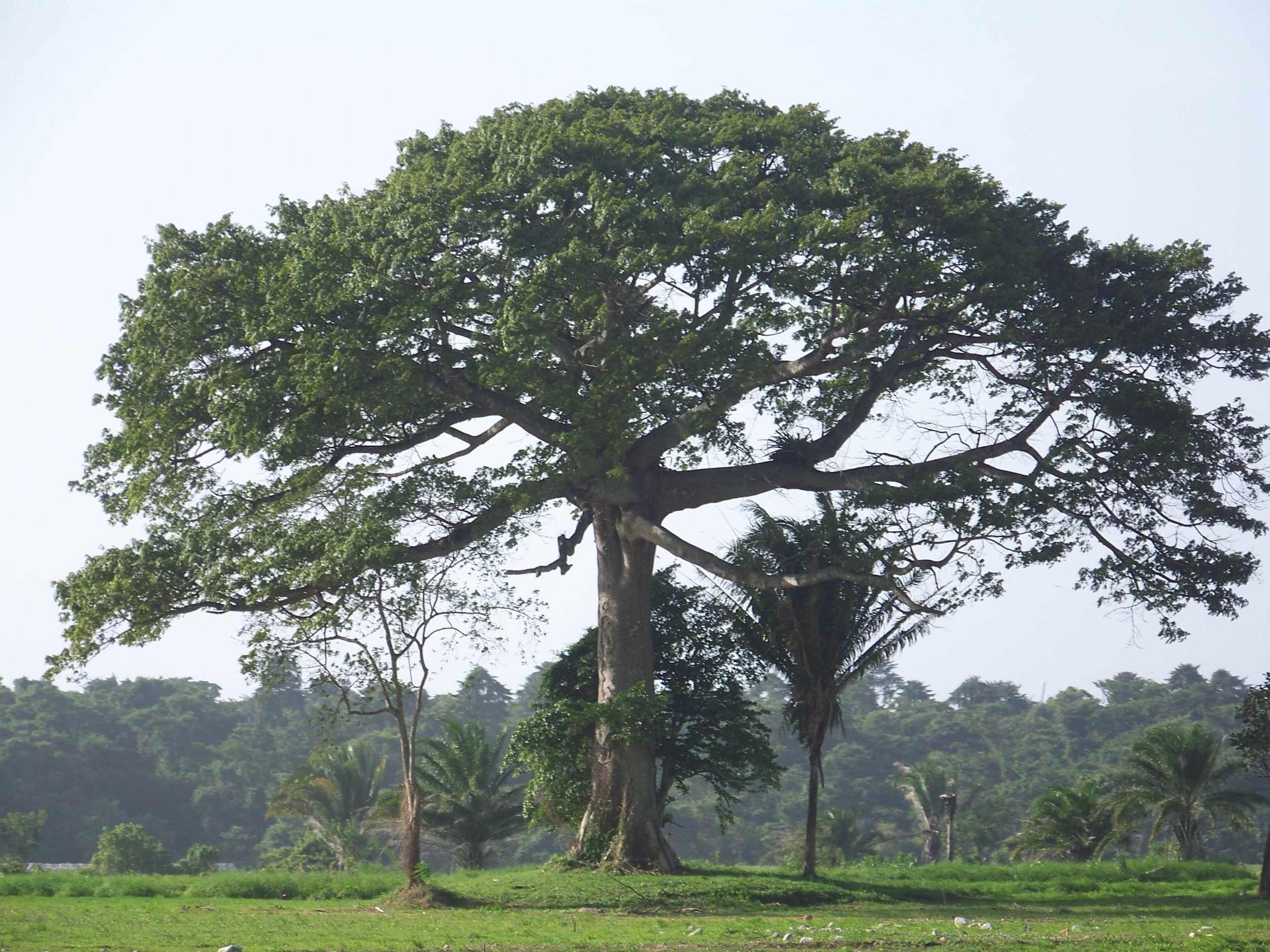 Ямайкское дерево.